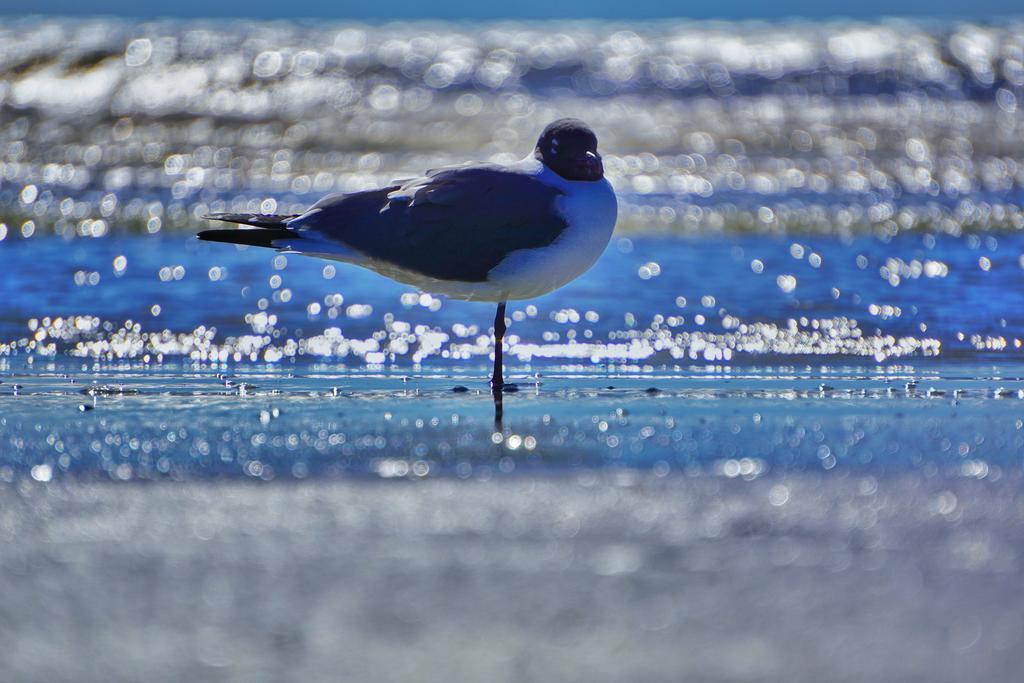 Four Seasons On The Gulf * Galveston
